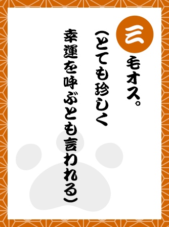 三毛オス。（とても珍しく幸運を呼ぶとも言われる）